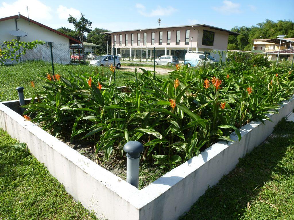 Filtre planté de végétaux fleuri réalisé par ETIAGE Guyane au lotissement Vivaldi à Rémire-Montjoly
